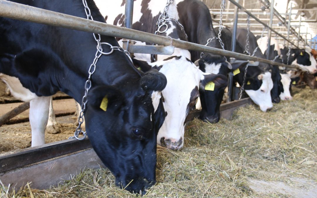 У Вінницькій області запустять роботизовану молочну ферму